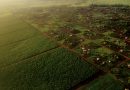 Les sols fertiles d’Afrique peuvent-ils nourrir la planète ?