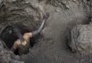Cobalt : la réforme minière en RD Congo qui affole les lobbies industriels