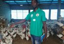 Au Sénégal, les aviculteurs craignent d’être les dindons de la farce