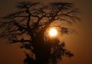 Disparition « spectaculaire » des plus vieux baobabs d’Afrique