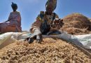 L’Afrique dépense 7 milliards de dollars par an pour ses importations de riz