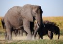 Au Botswana, polémique autour de la mort d’éléphants et de la lutte antibraconnage