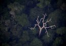 NON, L’AMAZONIE NE PRODUIT PAS 20 % DE L’OXYGÈNE DE LA PLANÈTE