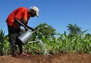 AGRICULTURE: COMMENT NOURRIR UNE AFRIQUE QUI SE RÉCHAUFFE?