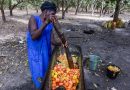 GUINÉE-BISSAU: L’ONU INVESTIT POUR DIVERSIFIER L’AGRICULTURE FACE AU CHANGEMENT CLIMATIQUE