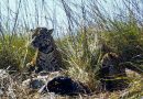 Programme de réintroduction de jaguars dans le nord-est de l’Argentine