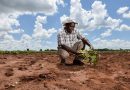 FACE AU CHANGEMENT CLIMATIQUE, LES PAYSANS AFRICAINS VONT DEVOIR REPENSER LEURS CULTURES