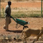 SOUDAN: UNE POIGNÉE DE PASSIONNÉS AU SECOURS DES LIONS