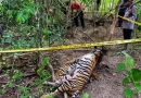 TROIS TIGRES DE SUMATRA RETROUVÉS MORTS DANS DES PIÈGES EN INDONÉSIE