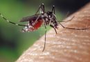 Piqûres de moustiques : comment les soulager ?