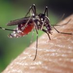 Piqûres de moustiques : comment les soulager ?