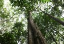 Face aux contrats forestiers illégaux en RDC, Greenpeace demande une enquête judiciaire