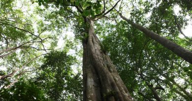 Face aux contrats forestiers illégaux en RDC, Greenpeace demande une enquête judiciaire