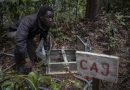 EN RDC, SCIENTIFIQUES ET PAYSANS AU CHEVET DU BASSIN DU CONGO, DEUXIÈME « POUMON VERT » DE LA PLANÈTE