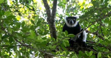 RESTAURER L’EXTRAORDINAIRE VARIÉTÉ ANIMALE DE MADAGASCAR NÉCESSITERAIT DES MILLIONS D’ANNÉES D’ÉVOLUTION